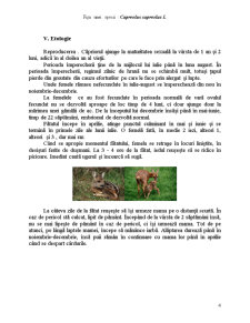 Fișă specie - căpriorul - Pagina 4