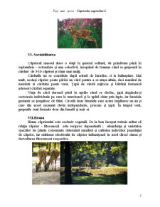 Fișă specie - căpriorul - Pagina 5