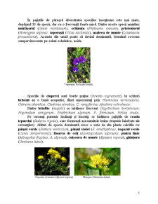 Parcul Natural - Golul Alpin Făgăraș - Pagina 5