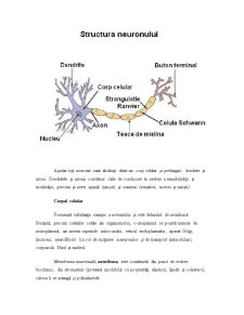 Celula Nervoasă și Rolul Său în Viața Psihică - Pagina 4