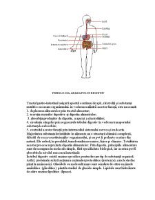 Sistemul Digestiv și Reglarea Lui - Pagina 1