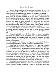 Ordinul Lycopodiales - Pagina 2