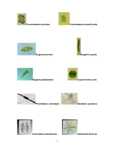 Algoflora Pârâului Nicolina - Pagina 3