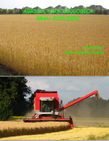 Tehnici ecologice de cultivare a grâului - Pagina 1