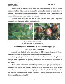 Modul de atac și plantele atacate de speciile prezente în plantațiile pomicole - Pagina 5