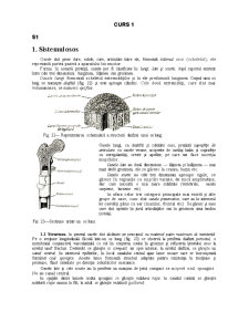 Sistemul Osos - Pagina 1
