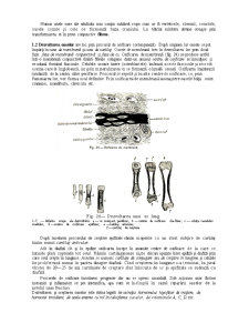 Sistemul Osos - Pagina 2