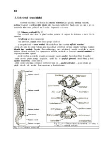 Sistemul Osos - Pagina 4
