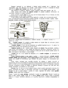 Sistemul Osos - Pagina 5