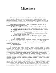 Micorize - Pagina 2