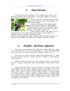 Produsele Pădurii - Pagina 5