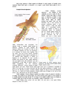 Migrația insectelor - Pagina 2