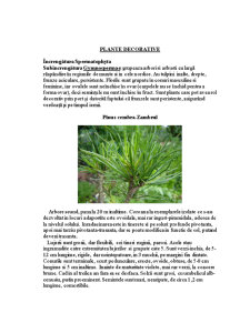 Plante Decorative - Pagina 1
