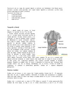 Pancreasul și Insulina - Pagina 2