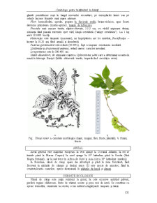 Dendrologie Semestrul 2 - Pagina 5