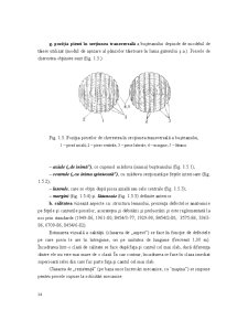 Industrializarea Primară a Lemnului - Pagina 40