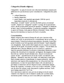 Călugărița - mantis religiosa - Pagina 1