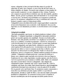 Călugărița - mantis religiosa - Pagina 2