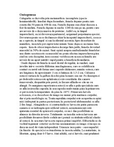 Călugărița - mantis religiosa - Pagina 3