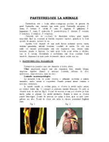 Pasteureloze la Animale - Pagina 1