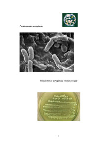 Implicații ale Oxidarii Aerobe Complete a Substanțelor Organice din Alimente și Dirijarea Tehnologica a Factorilor de Influenta - Pagina 3
