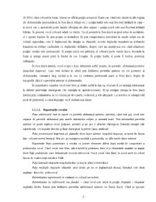 Anatomia Apendicelui Ileocecal - Pagina 2