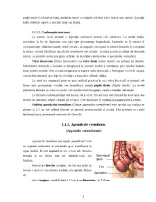 Anatomia Apendicelui Ileocecal - Pagina 3