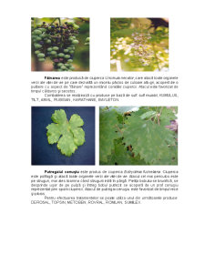 Combaterea bolilor în plantațiile viticole - Pagina 3