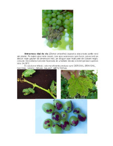 Combaterea bolilor în plantațiile viticole - Pagina 4