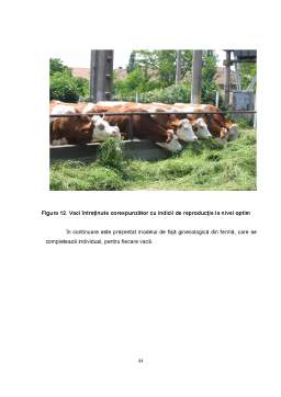 Proiect - Importanța Creșterii Bovinelor