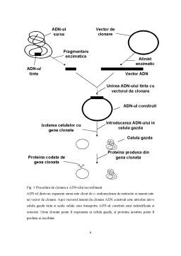 Referat - Tehnologia ADN-ului recombinant - endonucleaza de restricție