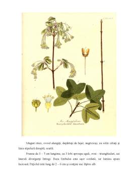 Referat - Botanică - familia aceraceae
