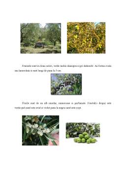 Proiect - Caracterizarea generală a măslinelor