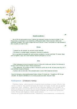 Referat - Rostopasca (chelidonium majus)