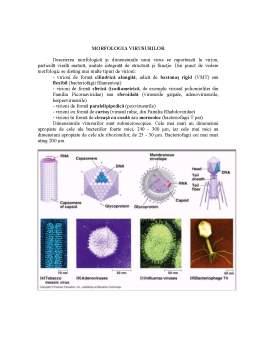 Curs - Microbiologie