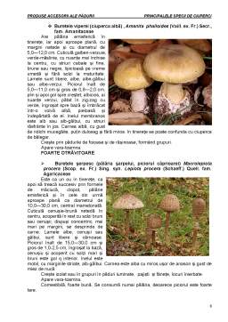 Laborator - Produse accesorii ale pădurii - principalele specii de ciuperci