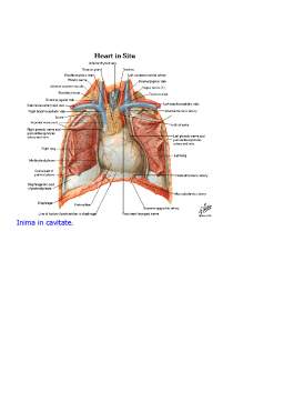Referat - Sistemul Circulator