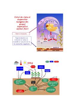 Proiect - Influența micotoxinelor asupra produselor alimentare