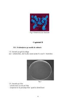 Referat - Genul Enterococcus