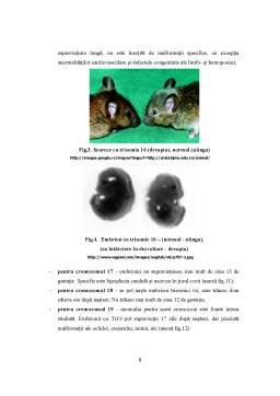 Proiect - Trisomia autozomal[ la șoarece