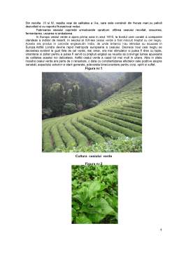 Proiect - Merceologia Produselor Agroalimentare - Ceaiul Verde și Negru