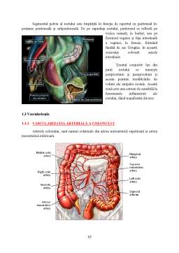 Proiect - Anatomia Chirurgicala a Colonului și Rectului