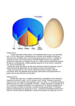 Referat - Proteine din ouă