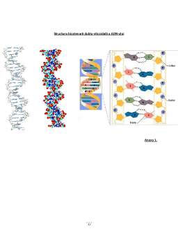 Referat - Acizii Nucleici