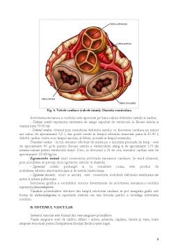 Curs - Aparatul circulator și digestiv