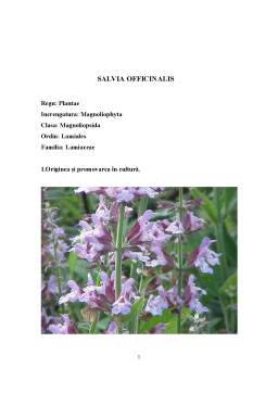 Referat - Salvia Officinalis