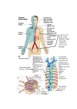Curs - Anatomia Sistemului Vascular Limfatic