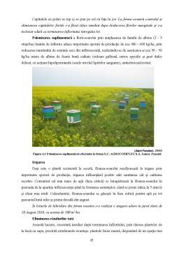 Disertație - Tehnologia producerii de sămânță de floarea-soarelui, în condițiile anului 2010, la SC Agrocomplex SA Lunca, Pașcani