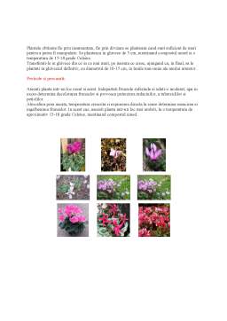 Referat - Posibilități de înmulțire vegetativă a plantelor de grădină și apartament
