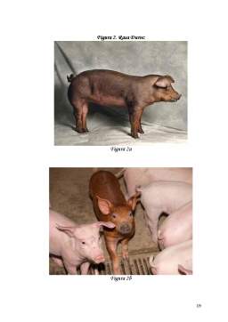 Proiect - Rase de porcine importate crescute pentru producția de carne - Landrace, Duroc